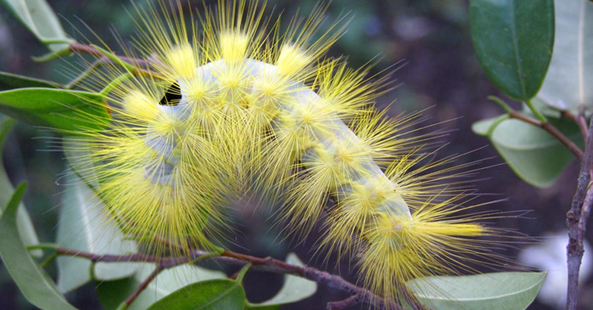 Pictures of Southern Flannel Moth