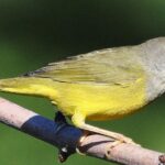 Pictures of Macgillivrays Warbler