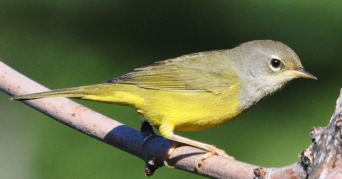 Pictures of Macgillivrays Warbler