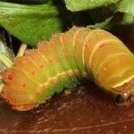 Pictures of Luna Moth Caterpillar