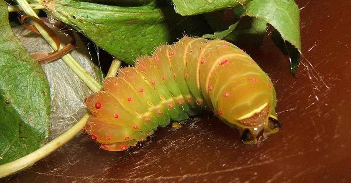 Pictures of Luna Moth Caterpillar