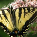 Pictures of Tiger Swallowtail Caterpillar