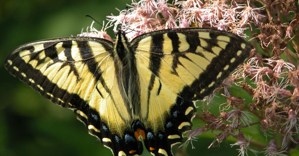 Pictures of Tiger Swallowtail Caterpillar