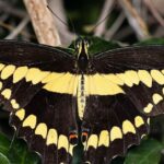 Pictures of Swallowtail Caterpillar