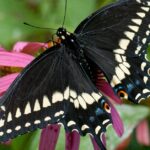 Pictures of Black Swallowtail