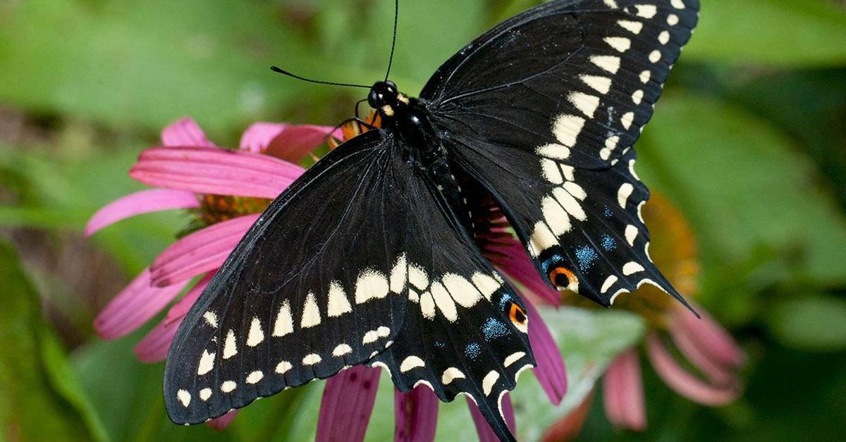 Pictures of Black Swallowtail