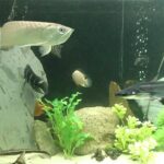 Pictures of Kissing Gourami