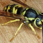 Pictures of Yellowjacket