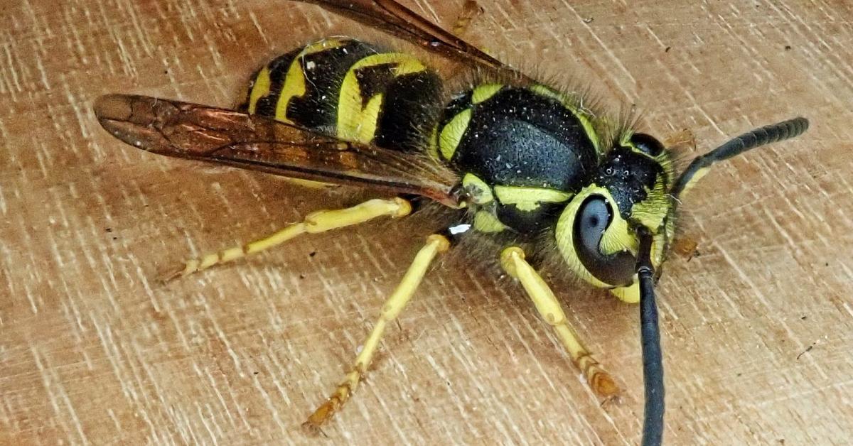 Pictures of Yellowjacket