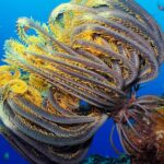 Pictures of Feather Star