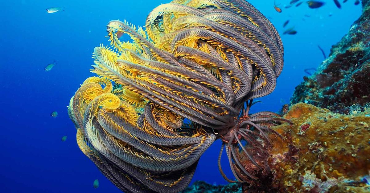 Pictures of Feather Star