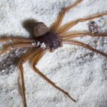 Pictures of Six-Eyed Sand Spiders