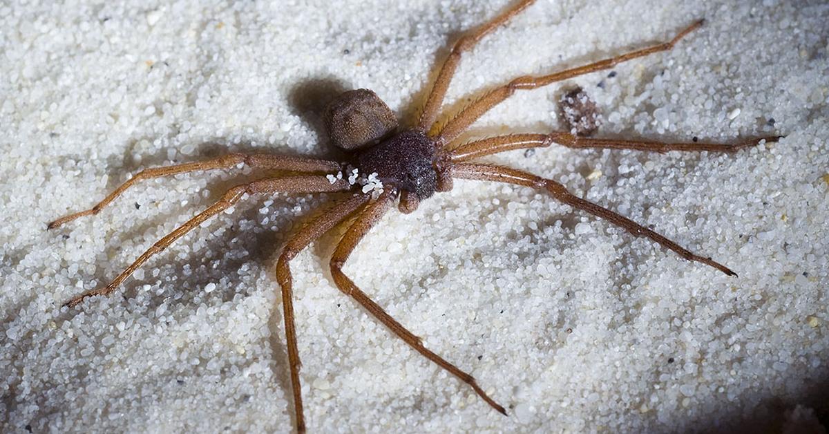 Pictures of Six-Eyed Sand Spiders