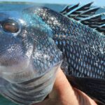 Pictures of Black Sea Bass