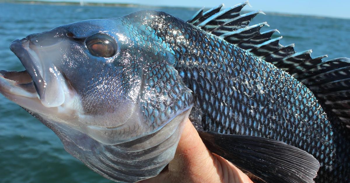 Pictures of Black Sea Bass