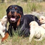 Pictures of Rottweiler Mix