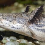 Pictures of Ornate Bichir