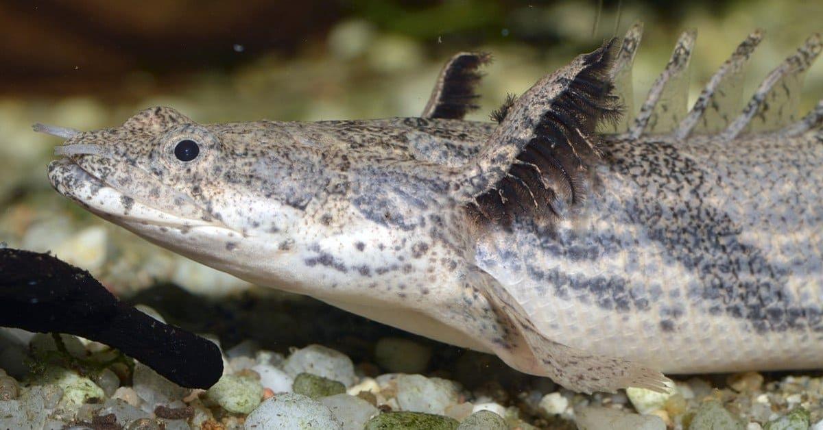 Pictures of Ornate Bichir