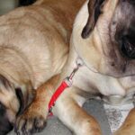 Pictures of Mastiff Mix