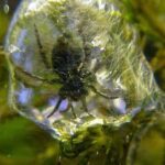 Pictures of Diving Bell Spider