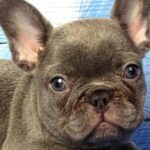 Pictures of French Bulldog Mix