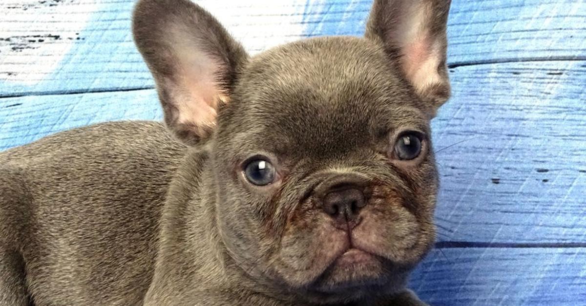 Pictures of French Bulldog Mix