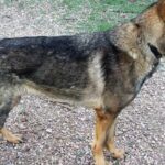 Pictures of Sable German Shepherd