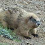 Pictures of Olympic Marmot