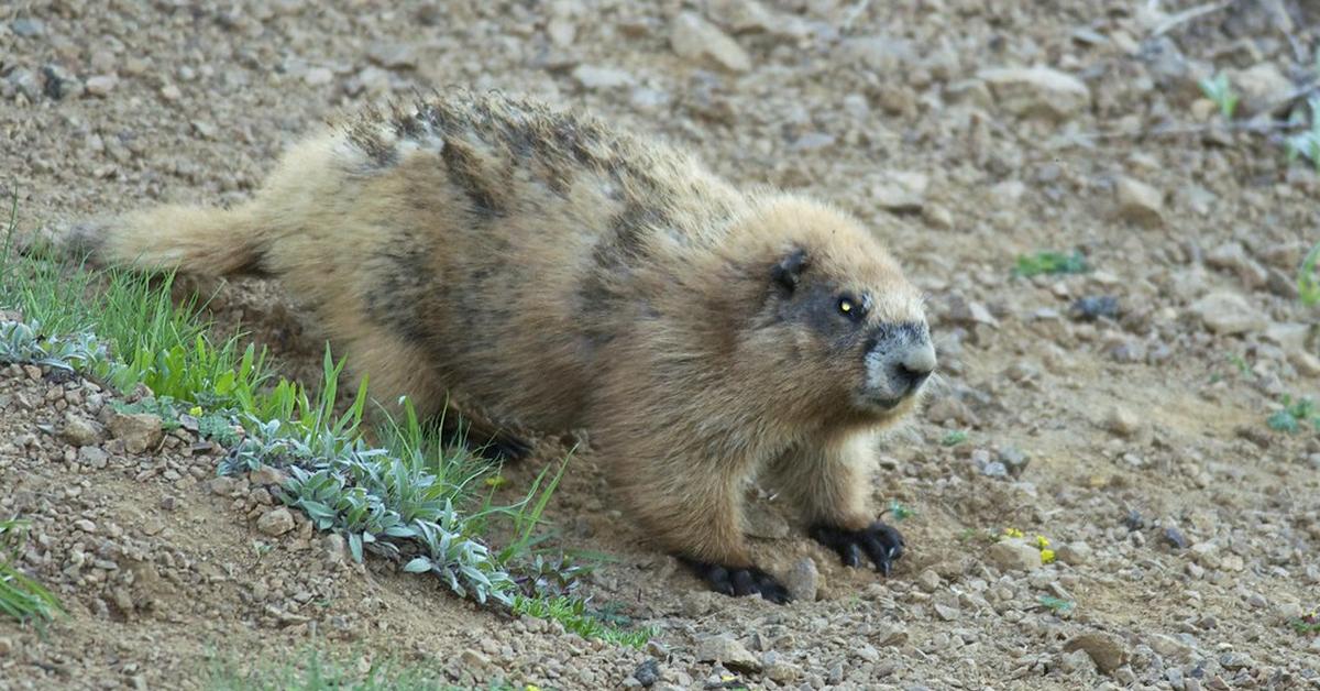 Pictures of Olympic Marmot