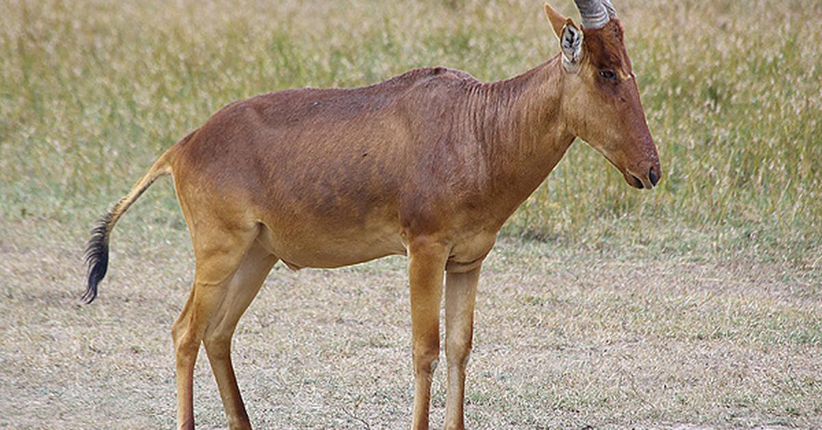 Pictures of Hartebeest