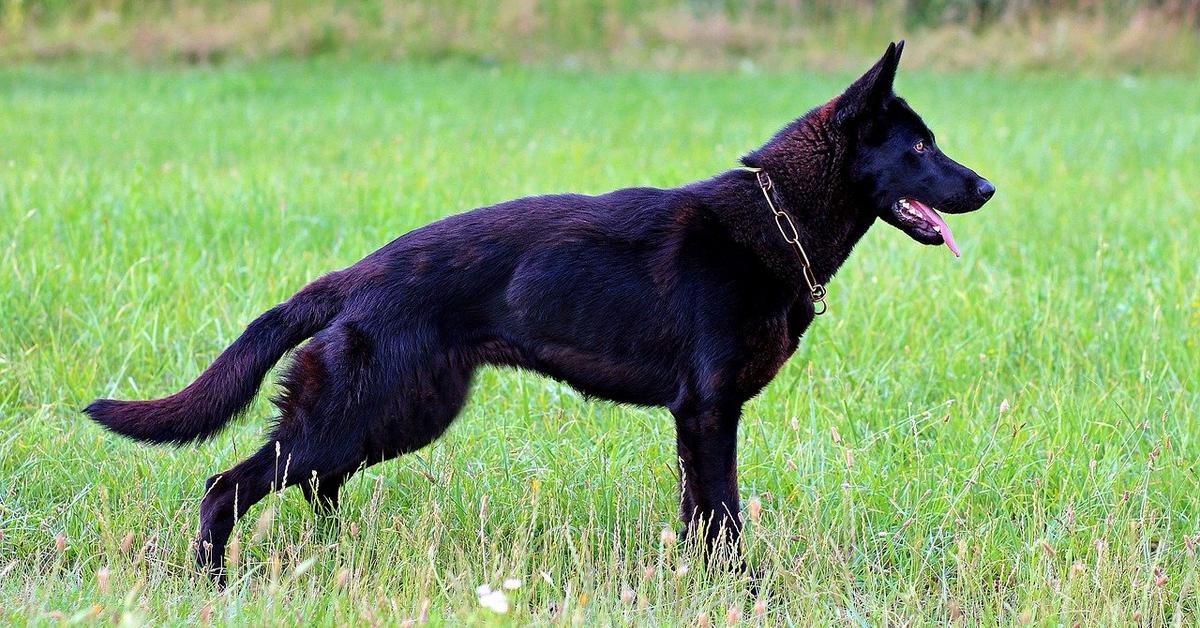 Pictures of Black German Shepherd