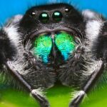 Pictures of Regal Jumping Spider