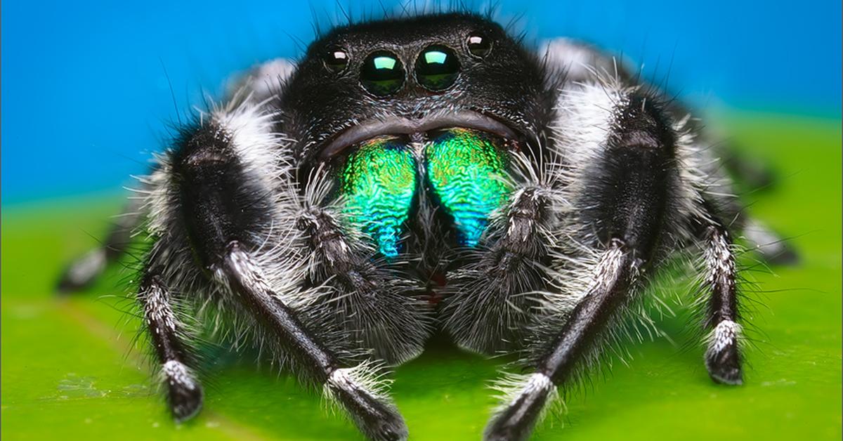 Pictures of Regal Jumping Spider