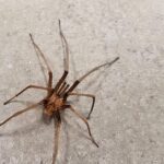 Pictures of Southern House Spider