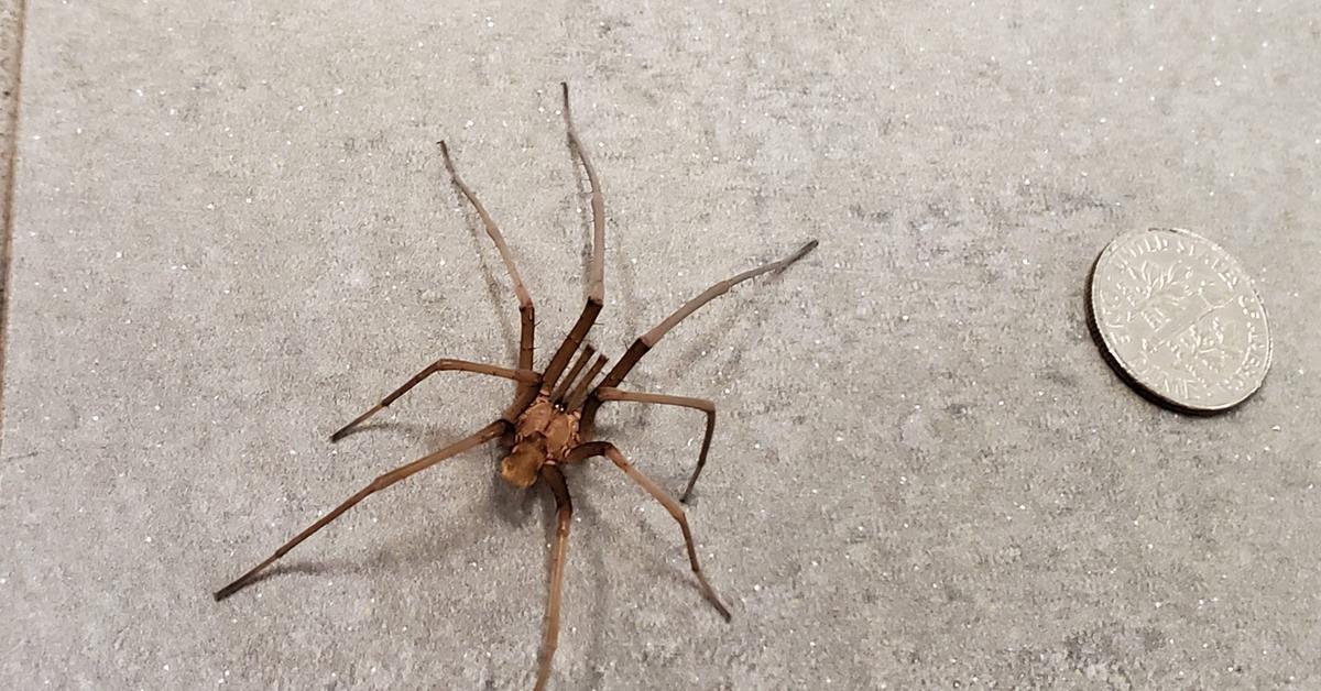 Pictures of Southern House Spider