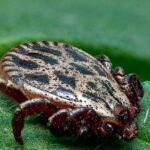 Pictures of Pacific Coast Tick