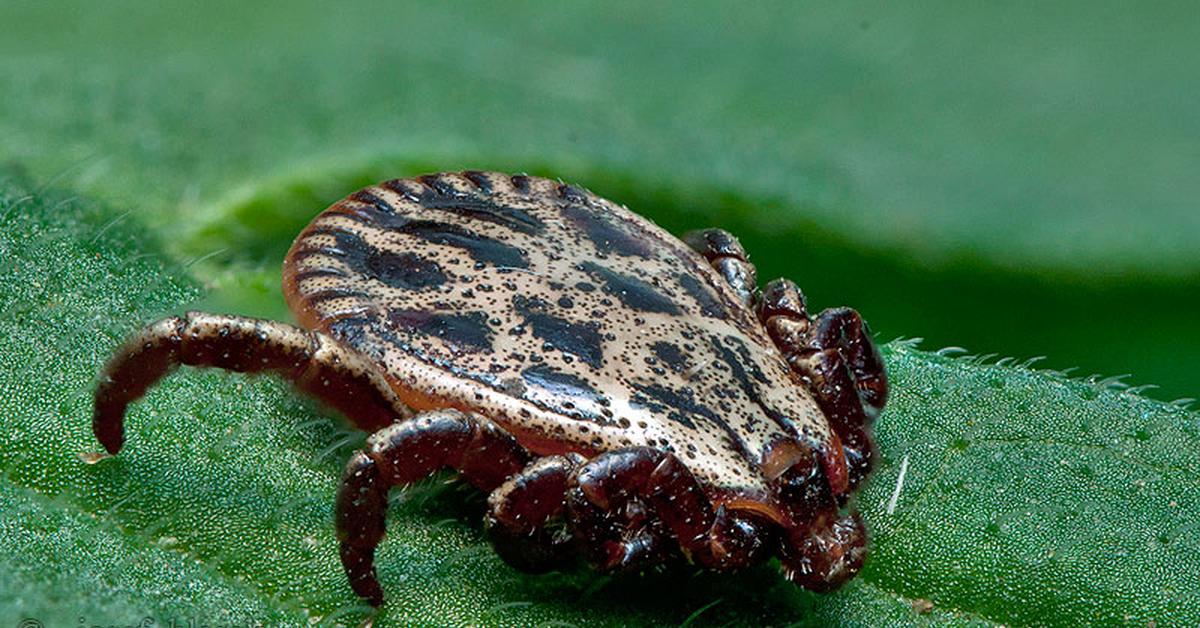 Pictures of Pacific Coast Tick