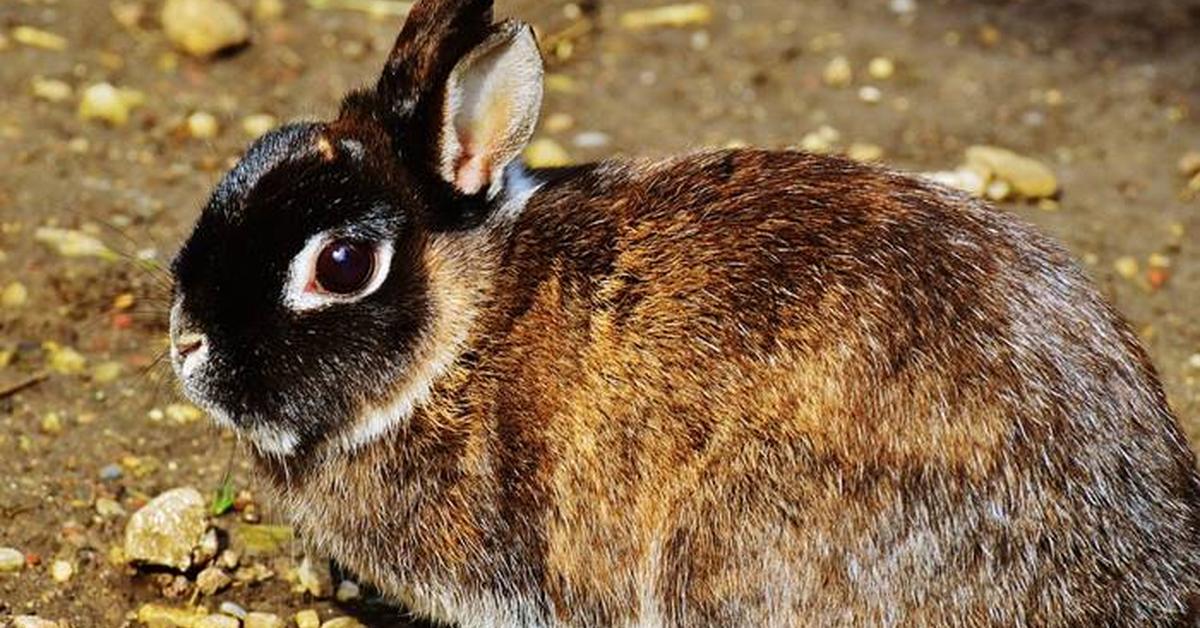 Pictures of Netherland Dwarf Rabbit