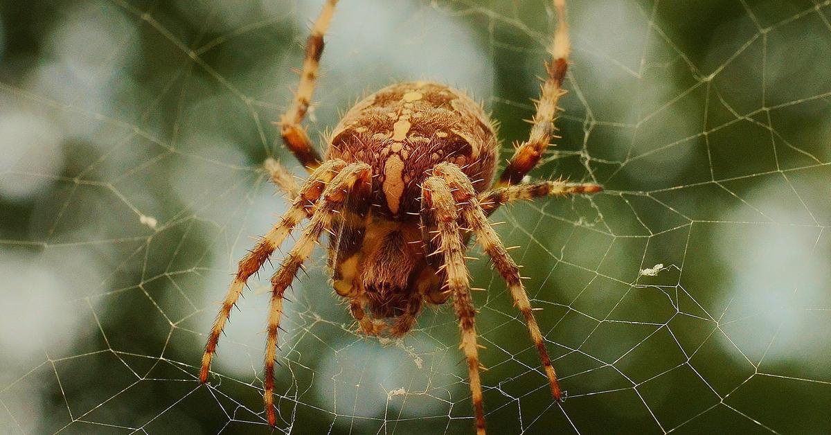 Pictures of Barn Spider