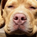 Pictures of Red Nose Pit Bull