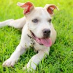 Pictures of Blue Nose Pit Bull