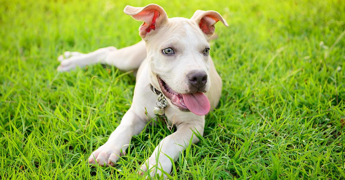 Pictures of Blue Nose Pit Bull