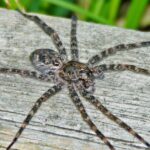 Pictures of Fishing Spiders