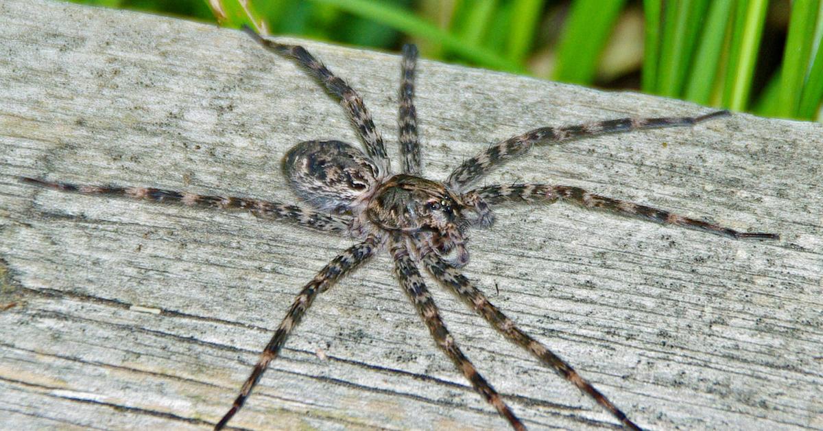 Pictures of Fishing Spiders