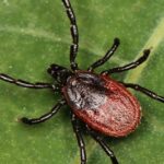 Pictures of Western Blacklegged Tick