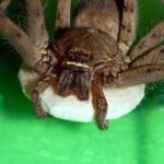 Pictures of Cane Spider