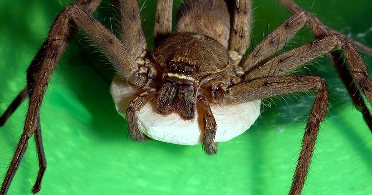 Pictures of Cane Spider