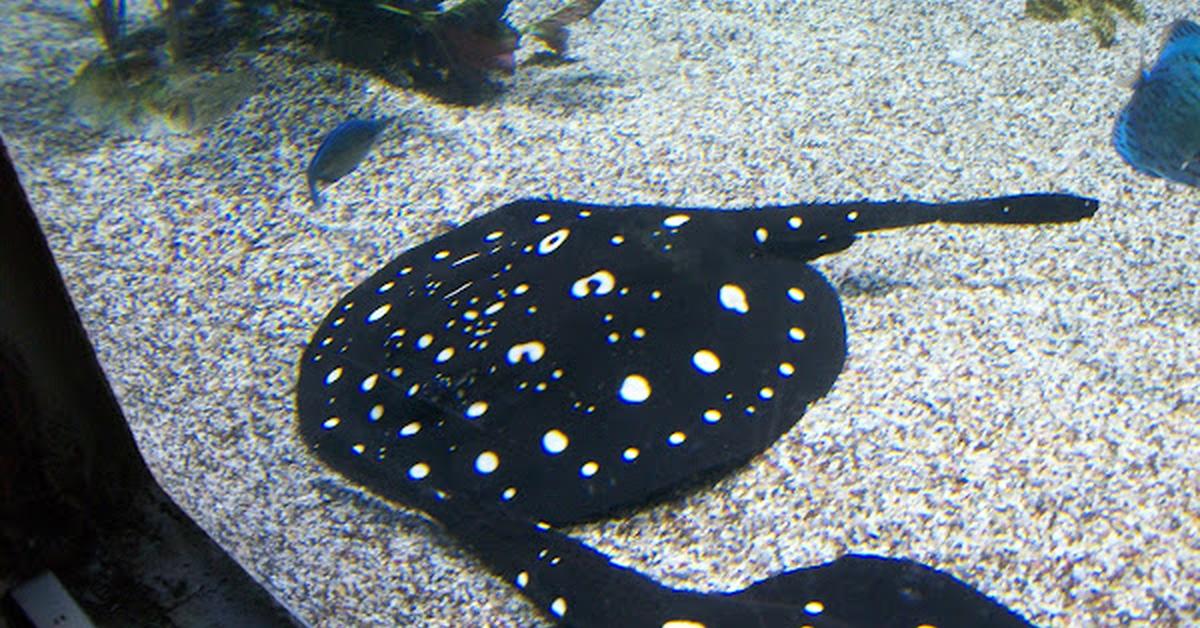 Pictures of Xingu River Ray