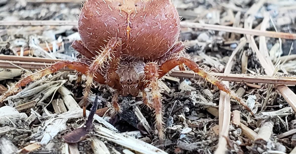 Pictures of Cat-Faced Spider