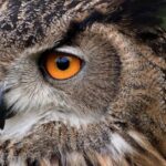 Pictures of Eurasian Eagle-Owl